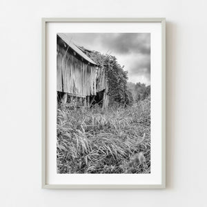Overgrown abandoned wooden barn in Ontario in black and white