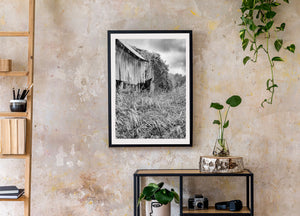 Rural Ontario barn with broken boards vines and wild grass