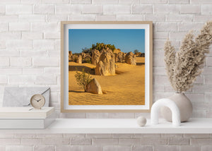 Small desert tree beside limestone formations in the Pinnacles Desert