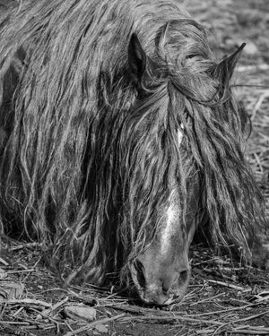 Close portrait of a long maned horse resting in Romania