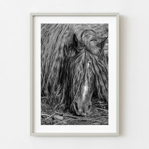 Long haired horse resting in rural Romania in black and white