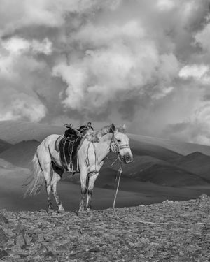 Nomad horse standing on rocky ground beneath large clouds