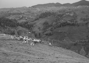 Flock of sheep beside a wooden fence in the Romanian countryside