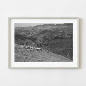 Black and white sheep grazing on rolling hills near Brașov Romania