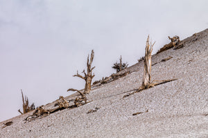 White Mountains Weathered Trees on Pale Slope Colour Landscape Photography