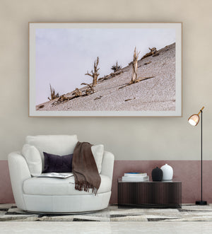 White Mountains Weathered Trees on Pale Slope Colour Landscape Photography