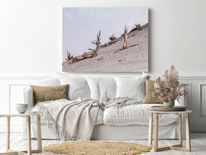 White Mountains Weathered Trees on Pale Slope Colour Landscape Photography