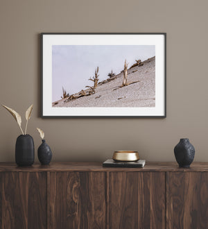White Mountains Weathered Trees on Pale Slope Colour Landscape Photography