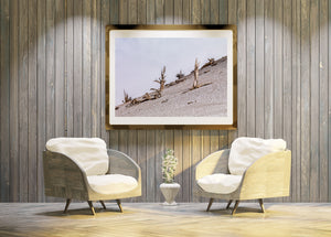 White Mountains Weathered Trees on Pale Slope Colour Landscape Photography