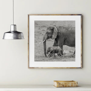 Wild Encounters wall art with authentic wildlife moments in natural habitats