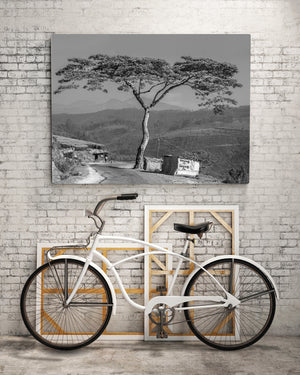 Large Tree by Mountain Road | Photo Art Print fine art photographic print