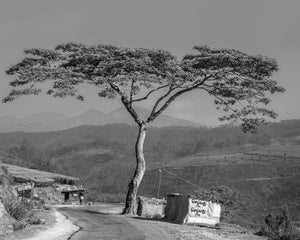 Large Tree by Mountain Road | Photo Art Print fine art photographic print