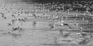 Bandada de gaviotas de patas negras | Foto Impresión de arte Fine Art impresión fotográfica
