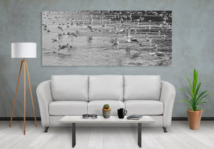 Bandada de gaviotas de patas negras | Foto Impresión de arte Fine Art impresión fotográfica