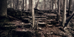 Árboles y rocas del bosque Haliburton en Algonquin Park | Foto Impresión de arte Fine Art impresión fotográfica