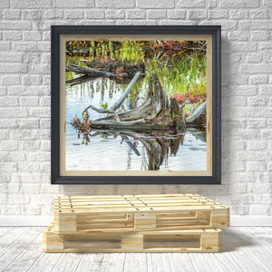 Algonquin Parks Swamp Tree Stump Emanates Enigmatic Charm | Photo Art Print fine art photographic print