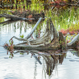 Algonquin Parks Swamp Tree Stump Emanates Enigmatic Charm | Photo Art Print fine art photographic print