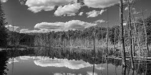 Monochrome Algonquin wetland landscape with dead standing trunks, forest and cloud reflections.