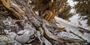 Exposed bristlecone trunk and snowy ground in California White Mountains.