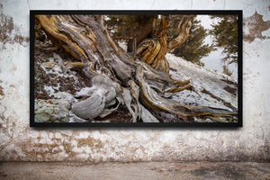 Silver-grey wood, golden strips and deep splits in an ancient bristlecone pine.
