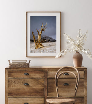 Golden ridges and pointed limbs of an ancient bristlecone pine in a cold mountain landscape.