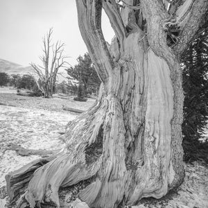 Alter kalifornischer Baum zeitlose Schönheit | Foto Kunstdruck Fine Art Fotodruck