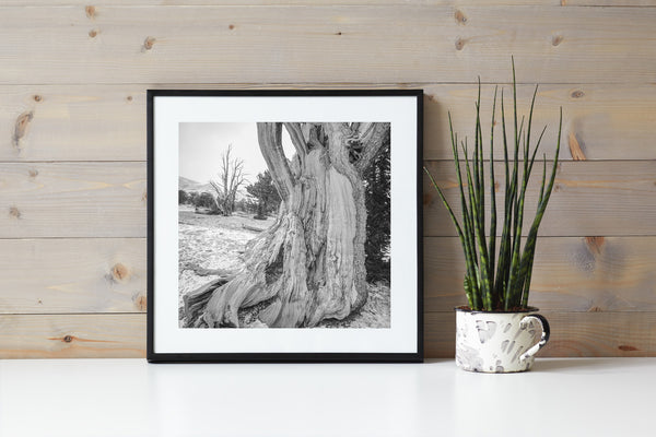 Ancient California Tree Timeless Beauty | Photo Art Print fine art photographic print