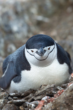 Close colour portrait of a chinstrap penguin above rough reddish stones.