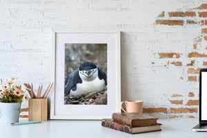 Antarctic penguin with a white face, dark crown and amber eyes against a softly blurred rocky background.