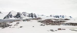 Antarctic penguin colony on rocky ground surrounded by snow and dark mountain peaks.