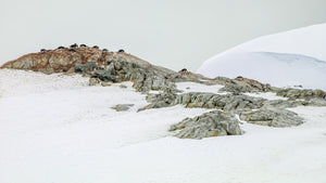Antarctic penguins among brown rock and pale snow beneath a grey sky.