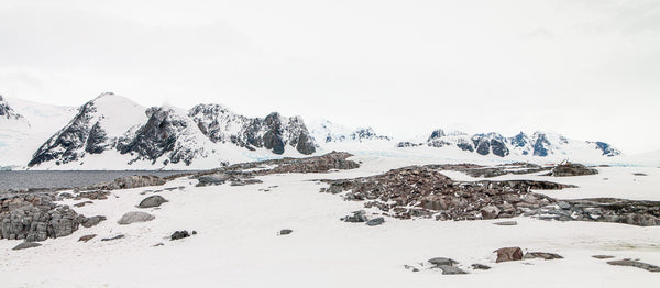 Antarctic Panorama with Nesting Gentoo Penguins | Photo Art Print fine art photographic print