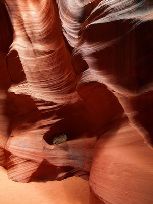 Vibrant Antelope Canyon Wall and Lone Bush | Photo Art Print fine art photographic print
