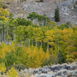 Aspen trees Eastern Sierra | Photo Art Print fine art photographic print