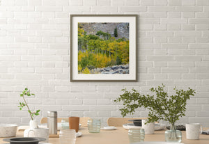Aspen trees Eastern Sierra | Photo Art Print fine art photographic print