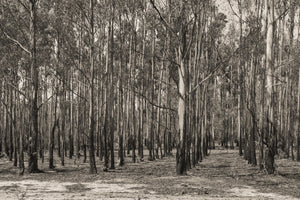 Forêt australienne nue au printemps | Photos Tirage d’art Fine Art impression photographique
