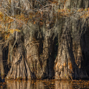 Broad cypress bases catch golden light beneath fine branches and scattered autumn leaves.