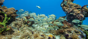 Silver reef fish gather in a pale band above dark underwater growth in the Bahamas.