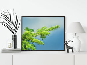 Rama de árbol bálsamo | Foto Impresión de arte Fine Art impresión fotográfica