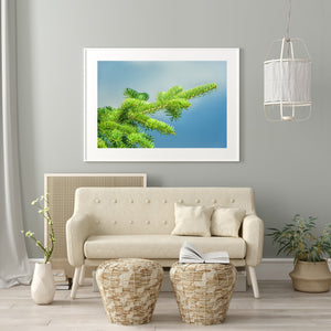 Rama de árbol bálsamo | Foto Impresión de arte Fine Art impresión fotográfica