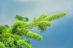 Balsam tree branch | Photo Art Print fine art photographic print