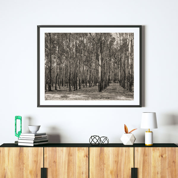 Bare Australian Forest in the spring | Photo Art Print fine art photographic print