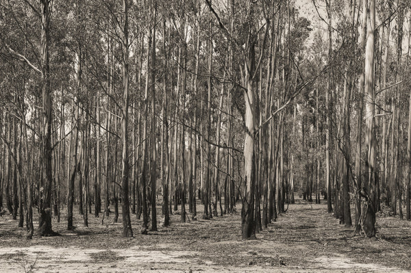 Bare Australian Forest in the spring | Photo Art Print fine art photographic print