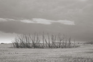 Thin leafless trees stand along a low prairie horizon beneath an open cloud-filled sky.