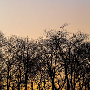 Fine leafless branches overlap beneath a pale peach evening sky with yellow light near the ground.