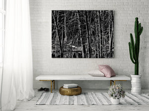 Bare dead trees detail in a swamp in Haliburton | Photo Art Print fine art photographic print