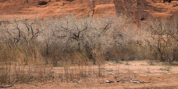 Bare trees in desert | Photo Art Print fine art photographic print