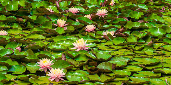 Beautiful Lily pads with pink flowers | Photo Art Print fine art photographic print