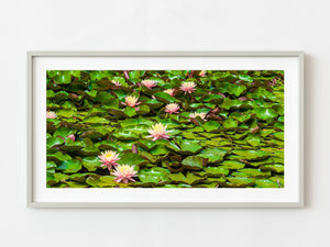 Beautiful Lily pads with pink flowers | Photo Art Print fine art photographic print