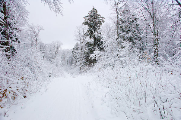 Beautiful snow covered forest and snowmobile trail | Photo Art Print fine art photographic print